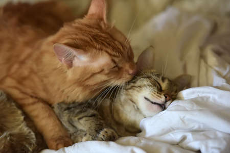 Friendship of the two striped cats, orange and greyの写真素材