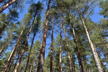 tall pine trees in spring in the forest