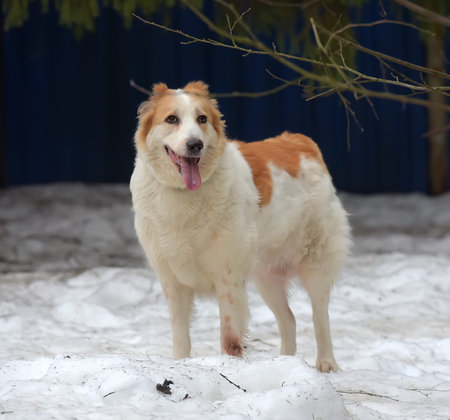 red and white Central Asian Shepherd in the snow in winter