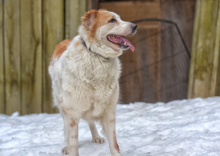 red and white Central Asian Shepherd in the snow in winter