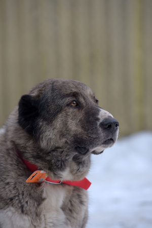 Gray with white Central Asian Shepherd Dog, eight years old, on snow in winter