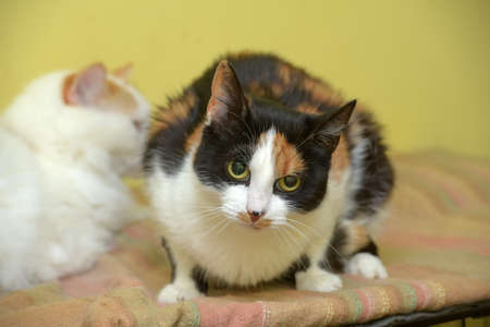 tricolor cat with an angry lookの写真素材