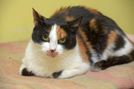 tricolor cat with an angry lookの写真素材