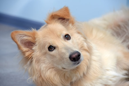 beautiful beige fluffy dog half-breed with a hanging ear
