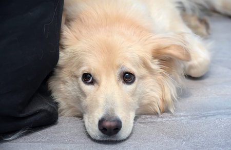 sad looking lying on the floor beige fluffy dog half-breed with hanging ear