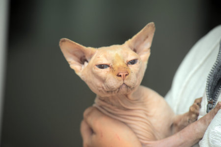 sphynx cat in poor condition with dirty ears and skin