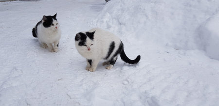 two homeless white with black cats in the snow