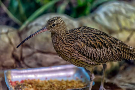 A Curlew approaches in the zooの写真素材