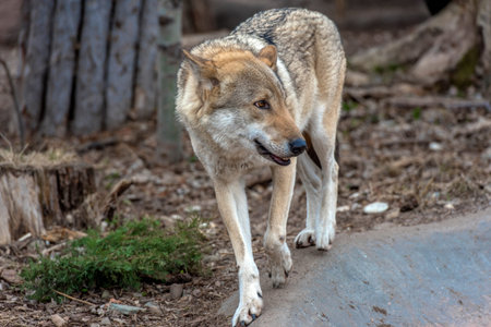 Wolves in the zoo in spring