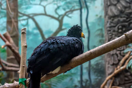 a close up profile portrait of a black curassowの写真素材