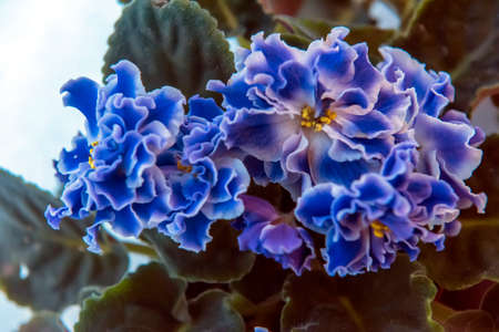 Home flower violet in a pot on the windowsillの写真素材