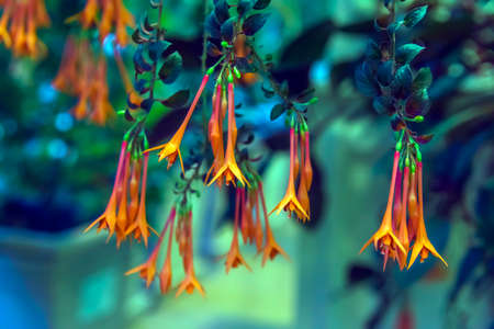 Red flower of Fuchsia hybridの写真素材