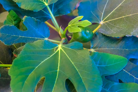 Common fig's leaf closeup (Ficus carica)