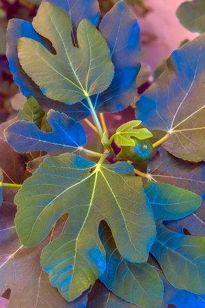 Common fig's leaf closeup (Ficus carica)