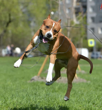 American Staffordshire Terrier jumping on the lawnの写真素材