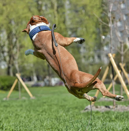 American Staffordshire Terrier jumping on the lawnの写真素材