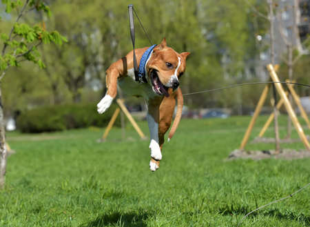 American Staffordshire Terrier jumping on the lawnの写真素材