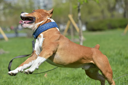 American Staffordshire Terrier jumping on the lawnの写真素材