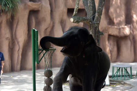 Thailand, Pattaya 24,08,2018 show with elephants at the zooのeditorial素材