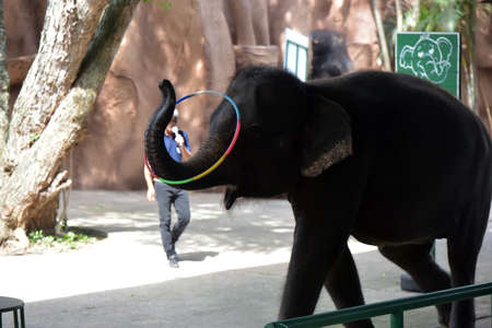 Thailand, Pattaya 24,08,2018 show with elephants at the zooのeditorial素材