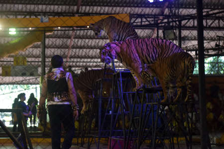 Thailand, Pattaya 24,08,2018 Tigers at a performance at the zooのeditorial素材