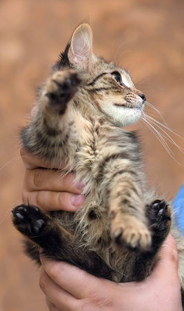 brown fluffy little maine coon in the hands
