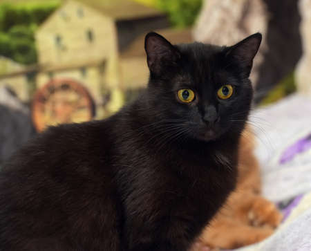 black domestic cat on the bedの写真素材