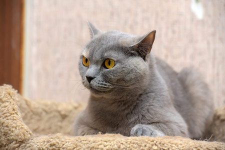 gray british cat with orange eyes