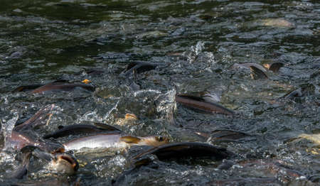 many carps in the Chao Phraya Riverの写真素材