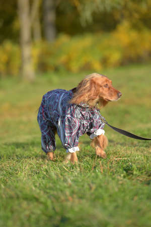 english spaniel in overalls on the lawnのeditorial素材