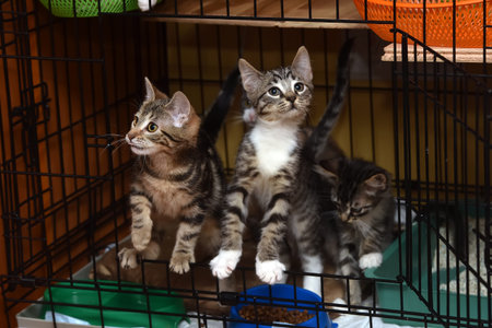 tabby kittens in a cage in a shelterの写真素材
