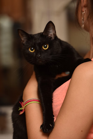 black cat with yellow eyes in arms
