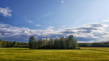 summer field, forest on the horizon and clouds in the skyの写真素材