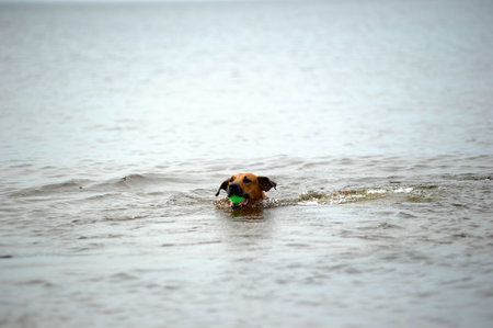 red dog mestizo with a ball in the water