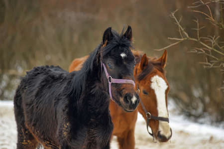 brown horse with foal in winter in the aviaryの写真素材