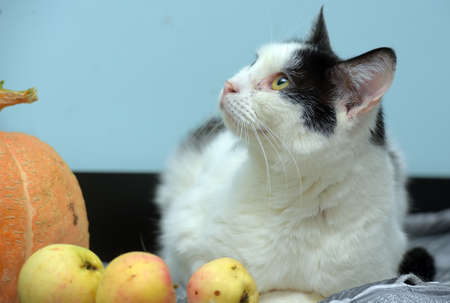 white with black cat on a blue background with pumpkin and applesの写真素材