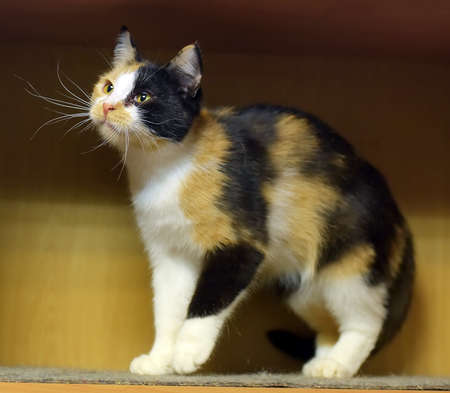 Three colored cat. Cat with yellow eyes, Cute catの写真素材