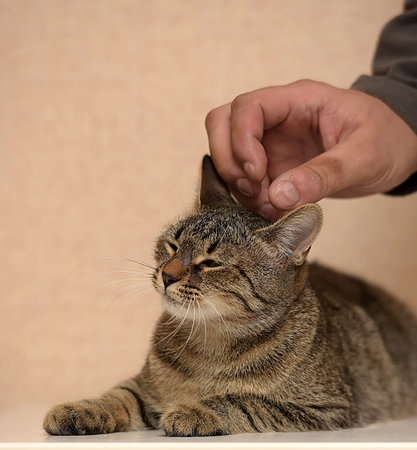 affectionate tabby cat, hand stroking