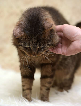 affectionate tabby cat, hand strokingの写真素材
