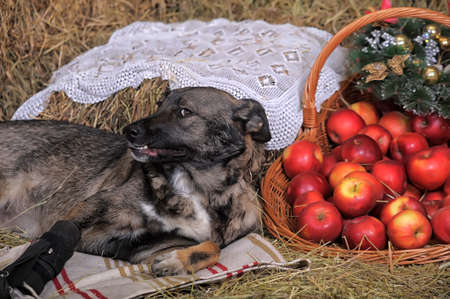 dog mongrel with a prosthesis on the paw, disabled person, dog in the shelter, happy dogの写真素材