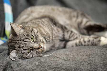 young tabby cat lies on a gray background