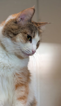 A beautifull female cat, with three colours.