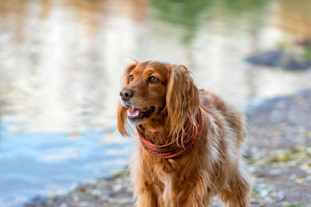 red english spaniel near the lake