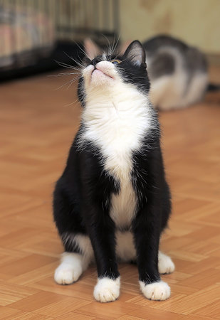young black and white cat is sitting on the floor