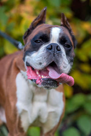 brown with white german boxer dog portraitの写真素材