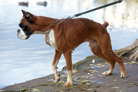 brown and white german boxer on the lakeの写真素材