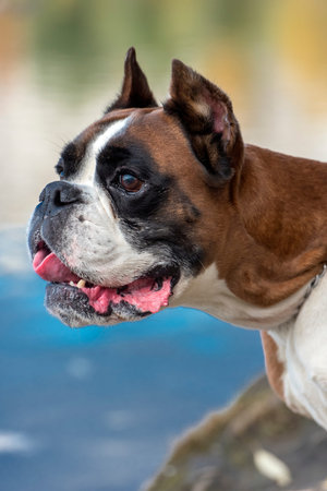 brown and white german boxer on the lake