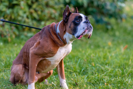 skinny brown with white german boxer dog on green grass