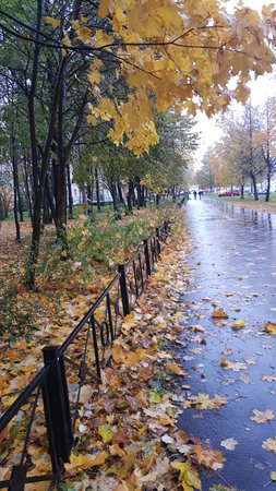Russia, St. Petersburg 10/14/2019 Street in the rain and leaf fallのeditorial素材