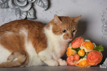 beautiful redhead with white cat and flowers in the studio on a gray backgroundの写真素材